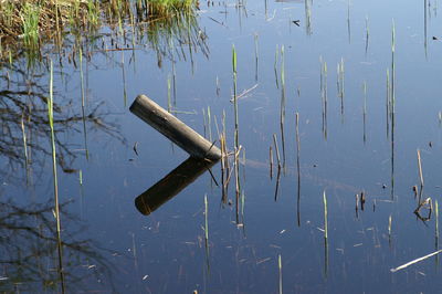 High angle view of tortoise on lake