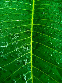 Full frame shot of raindrops on leaves