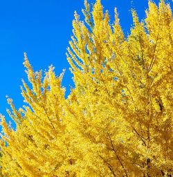 Low angle view of trees against blue sky