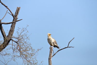 Low angle view of bird perching on branch against clear sky