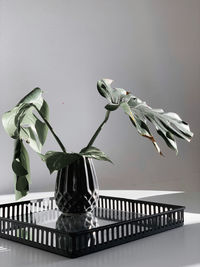 Close-up of vase on table against white background