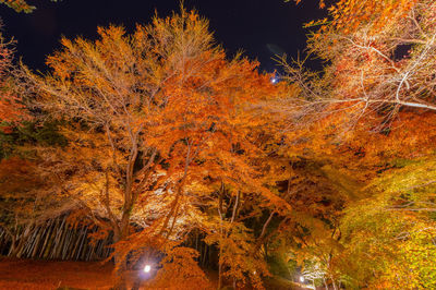 Trees in forest during autumn