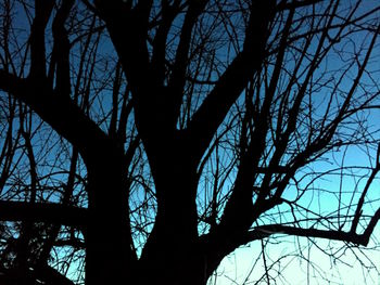 Low angle view of silhouette trees in forest against sky