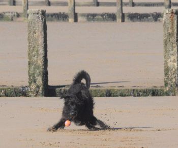 Dog playing in a field