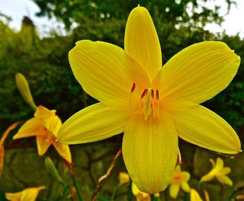 Close-up of yellow flower