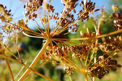 Close-up of flower buds