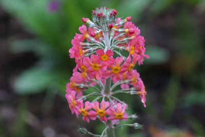 Close-up of pink flowers blooming outdoors