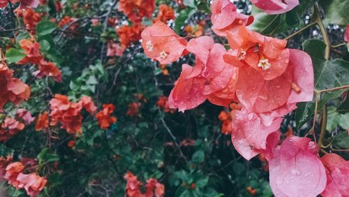 Close-up of wet pink flowering plants during rainy season