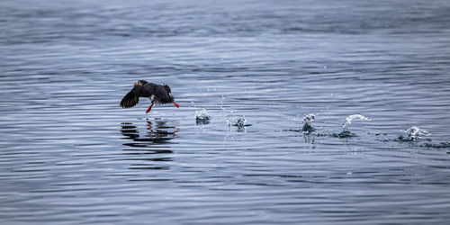 A puffin sprints across water in another bid to takeoff and start flying leaving splashes each step