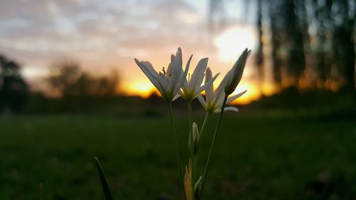 Close-up of plant on field against sky