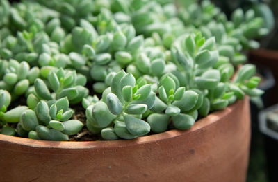 Close-up of green potted plant