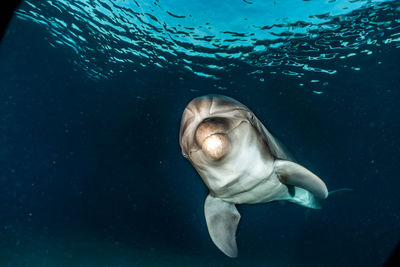 One dolphin swimming with divers in the red sea, a.e