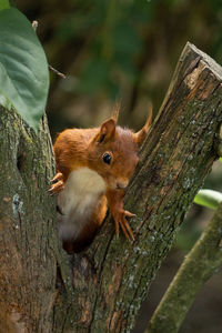 Squirrel on tree trunk