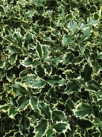 Full frame shot of green leaves