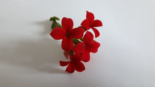 Close-up of red flowers against white background