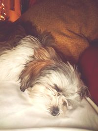 Close-up of dog sleeping on bed