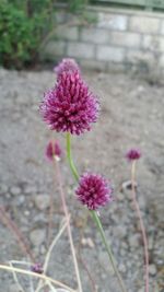 Close-up of pink flowers