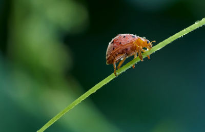 Close-up of an insect on the plant stem