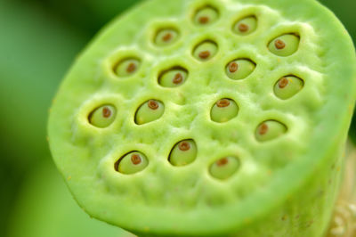 Close-up of green tomato