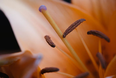 Close-up of yellow flower