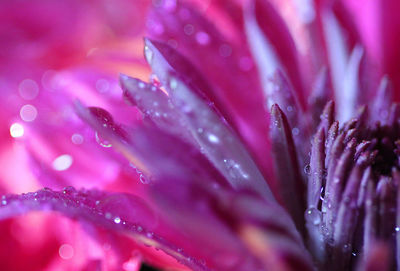 Close-up of water drops on pink flower