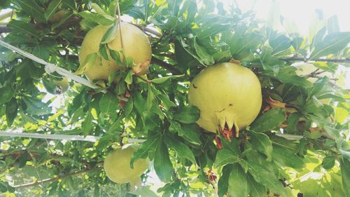 Close-up of apples on tree