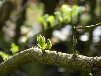 Close-up of insect perching on branch