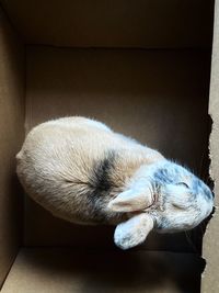 Close-up of a rabbit in a box