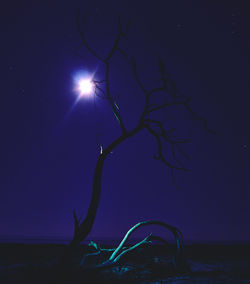 Silhouette bare tree against sea at night
