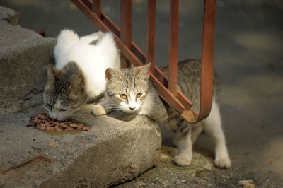 Portrait of a cat resting