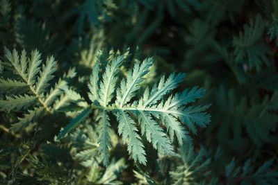 Close-up of pine tree