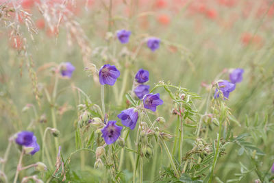 Close-up of purple flowering plants on field