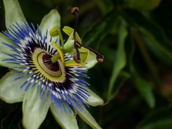 Close-up of purple flowering plant