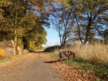 View of an animal on road