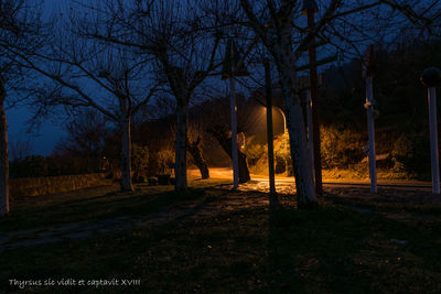 Bare trees in forest at night