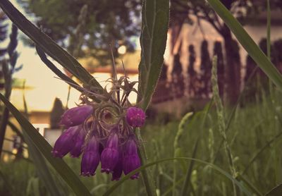 Close-up of purple flowers blooming outdoors