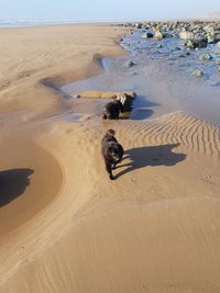 High angle view of dog on beach
