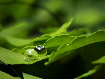 Close up of green leaf