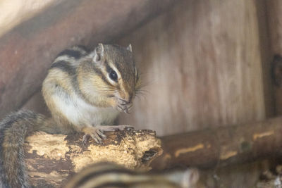 Close-up of chipmunk