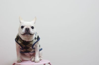 Portrait of dog over white background