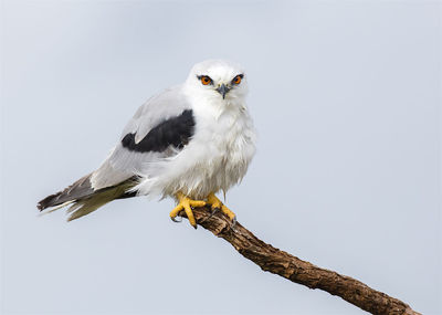 Low angle view of birds