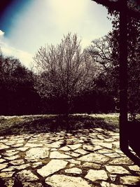 Bare trees against sky