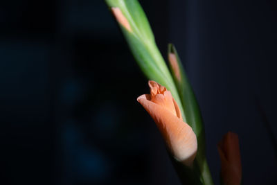 Close-up of hand holding flower