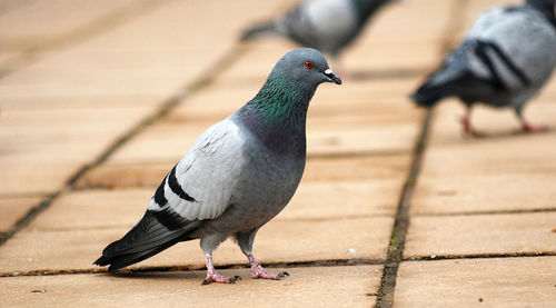 Close-up of bird perching on retaining wall