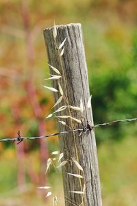 Close-up of barbed wire on wooden post