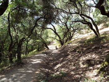 Road amidst trees in forest