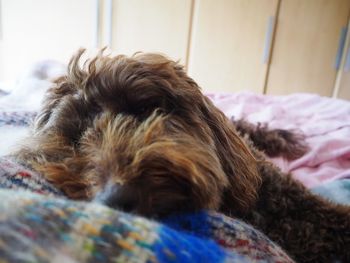 Close-up of dog sleeping on bed at home