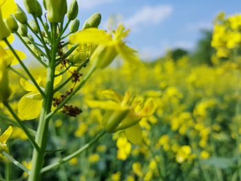 Close-up of fresh yellow flowering plants on field