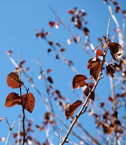 Low angle view of plant growing against blue sky