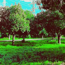 Trees in park against sky